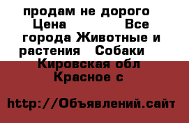 продам не дорого › Цена ­ 10 000 - Все города Животные и растения » Собаки   . Кировская обл.,Красное с.